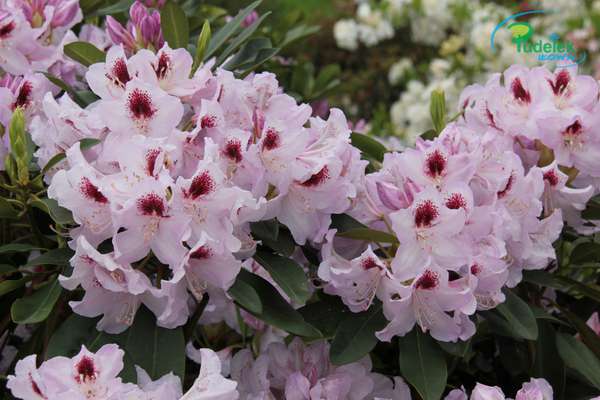 Rhododendron Holdrio